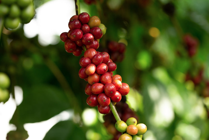 SINGLE ORIGIN