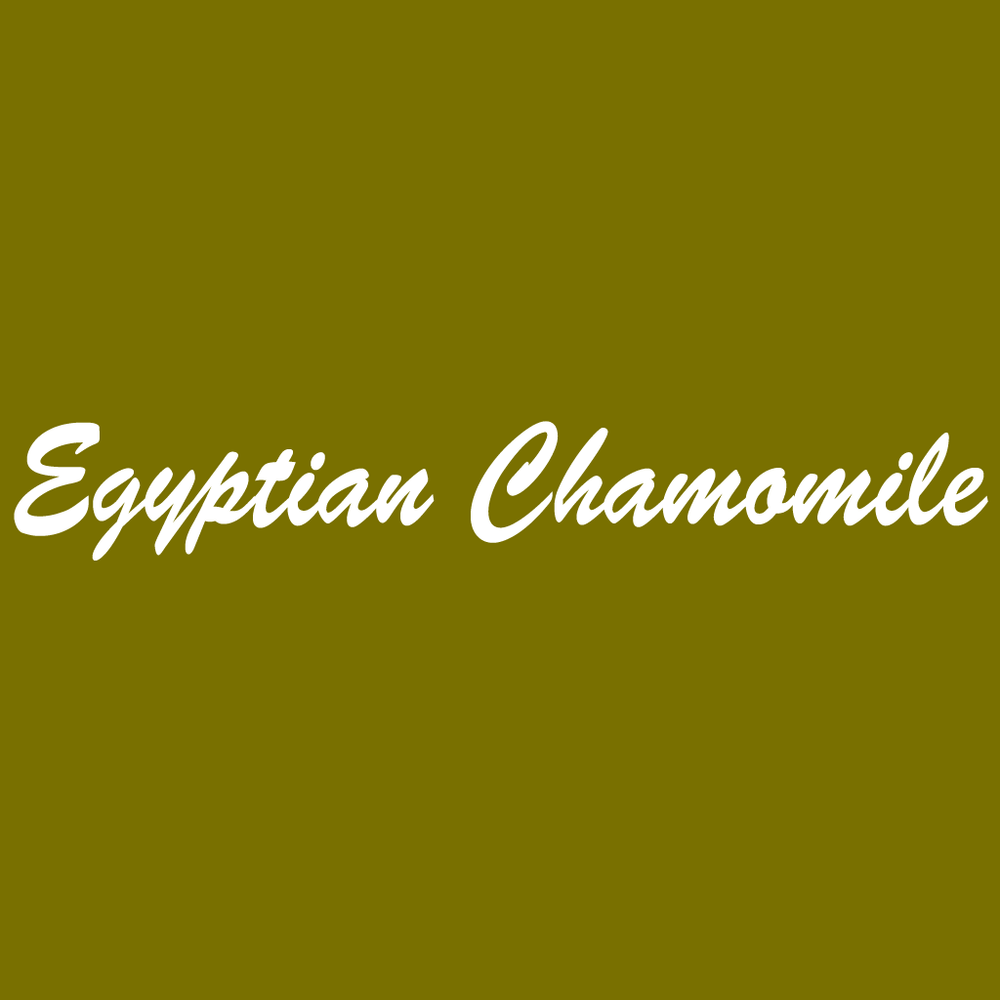 Egyptian Chamomile